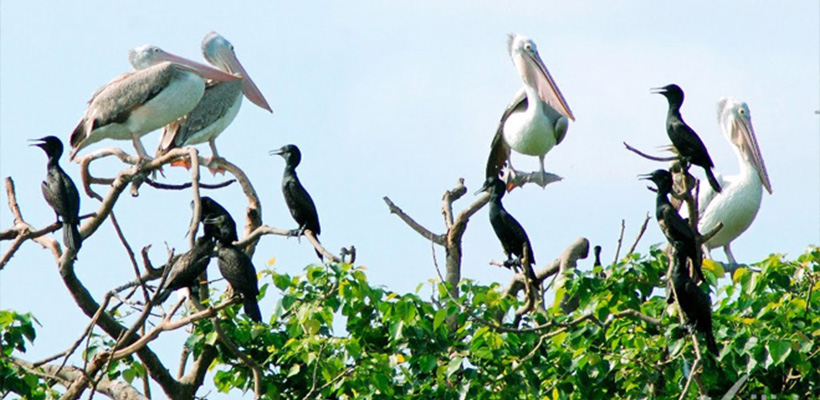 Vietnam Tonkin Birding Tour 7 Days